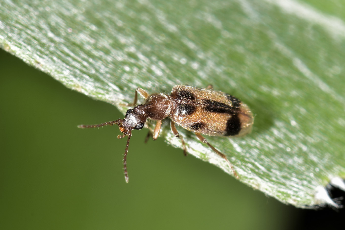 Anthicidae: Notoxus brachycerus? No, N. appendicinus o monoceros